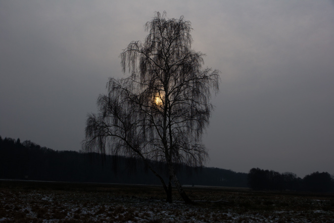 baum_licht