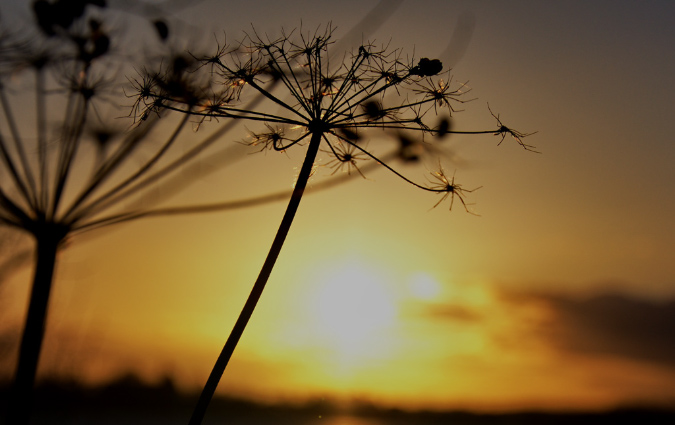 blume_sonnenuntergang