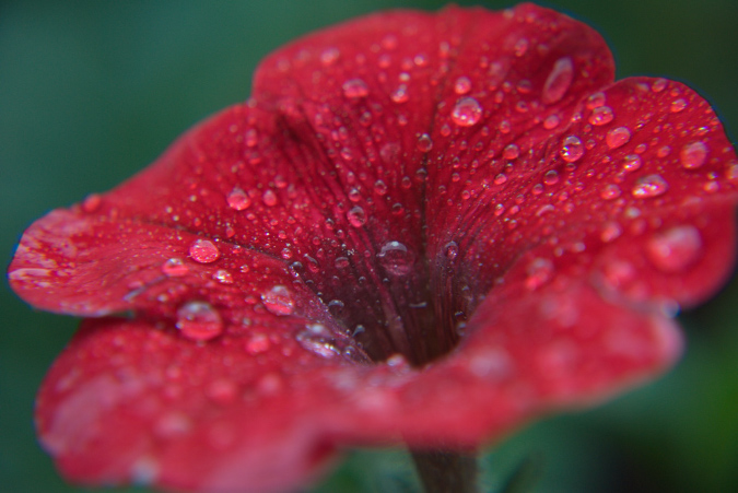 blumen_pflanzen
