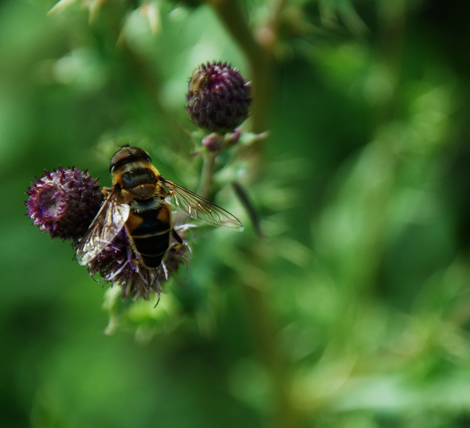 blumen_pflanzen_1