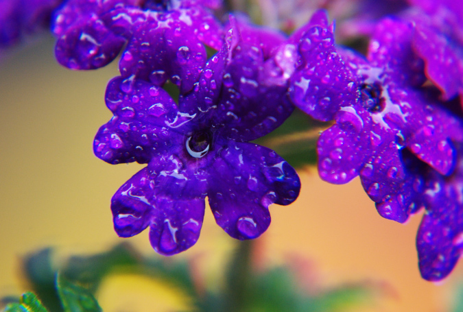 blumen_pflanzen_3