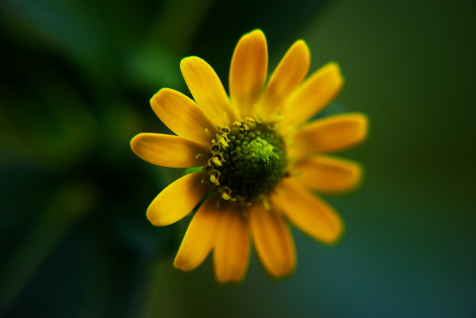 blumen_pflanzen_4