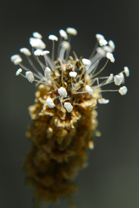 blumen_pflanzen_5
