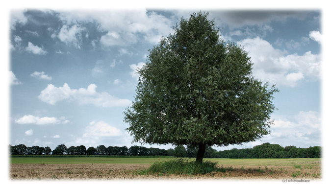 koelzin_feld