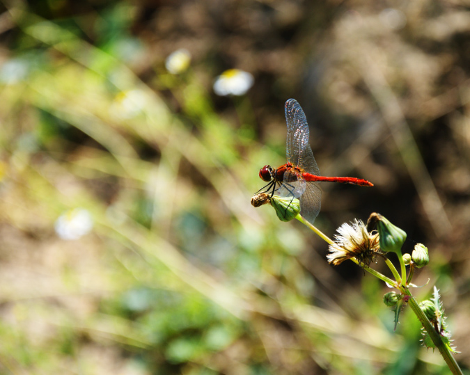 libelle