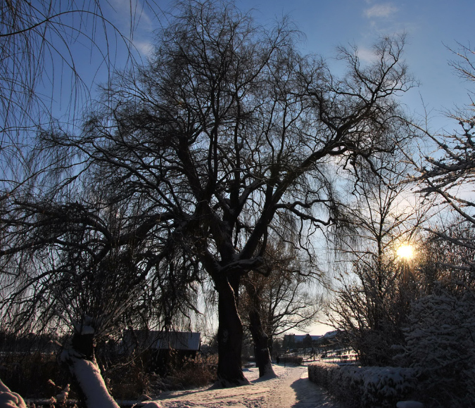 schaalsee_ufer1