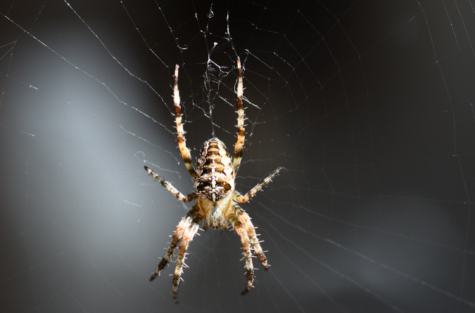 spinne_5
