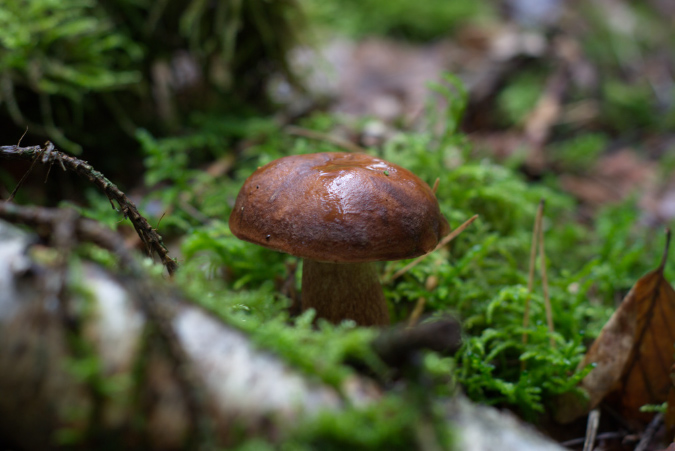steinpilz
