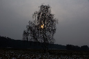 baum_licht