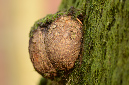 baumwarze_1