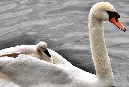 love%20boat